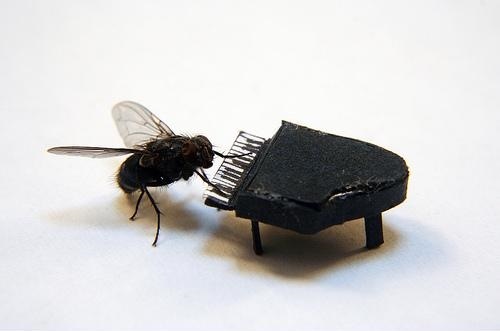 Incredible Adventures of Mr. Fly! 10 Pics!