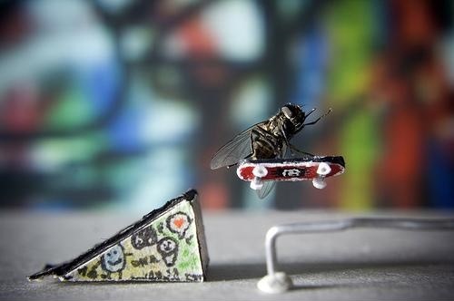 Incredible Adventures of Mr. Fly! 10 Pics!