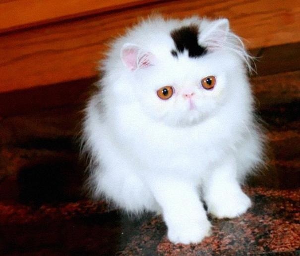 The 10 Most Popular Internet Cats!