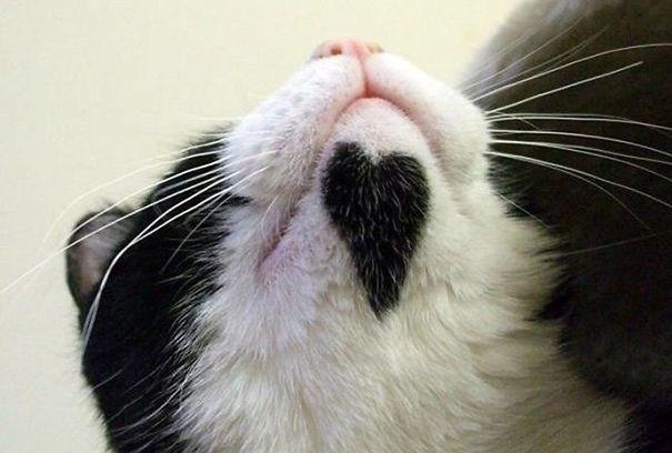 The 10 Most Popular Internet Cats!