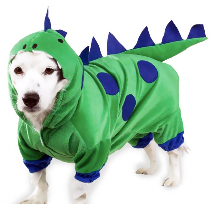 Top 10 Pictures a Dog Wearing Costume 
