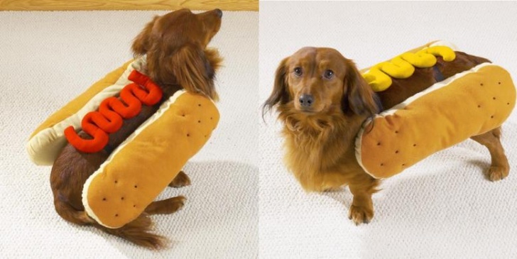 Top 10 Pictures a Dog Wearing Costume 