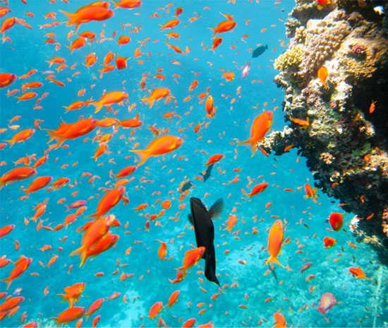 10 Breathtaking Underwater Photographs