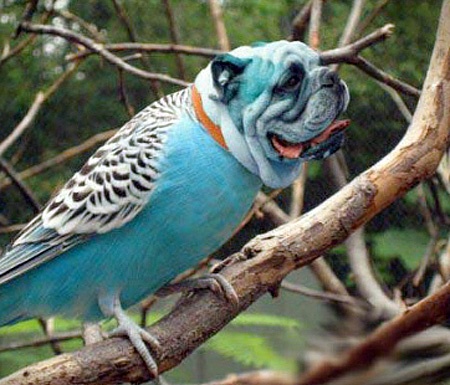 11 Dirds (dogs + birds amazing photoshopped images)!