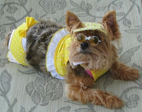 10 Most Adorable And Funny Dogs in Bikinis Ever!