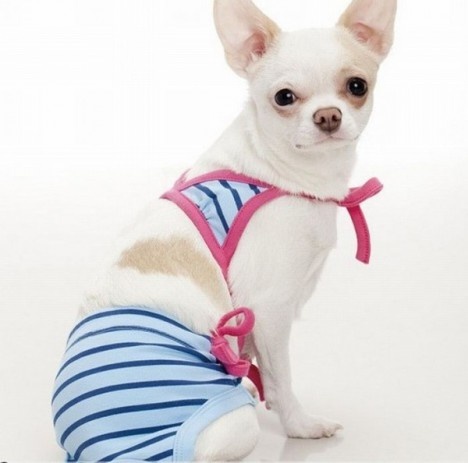 10 Most Adorable And Funny Dogs in Bikinis Ever!