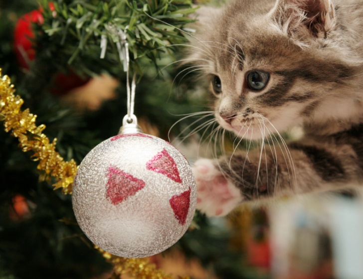 10 Hilarious Cats And Christmas Trees!