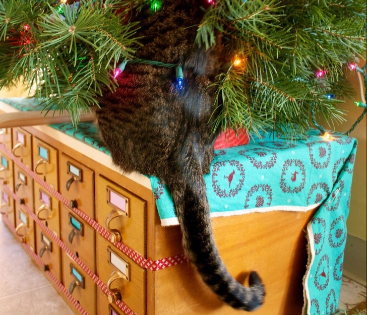 10 Hilarious Cats And Christmas Trees!