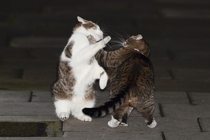 10 Funniest Pictures of Fighting Cats!