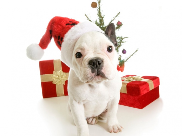 10 Most Adorable Christmas Puppies!