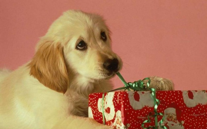 10 Most Adorable Christmas Puppies!