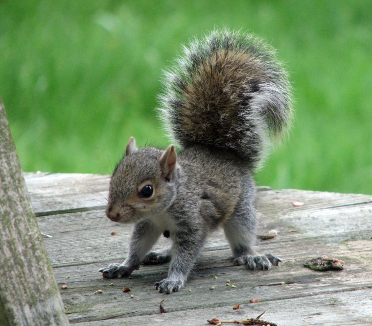 10 Funny Pics of Amazing Squirrels!
