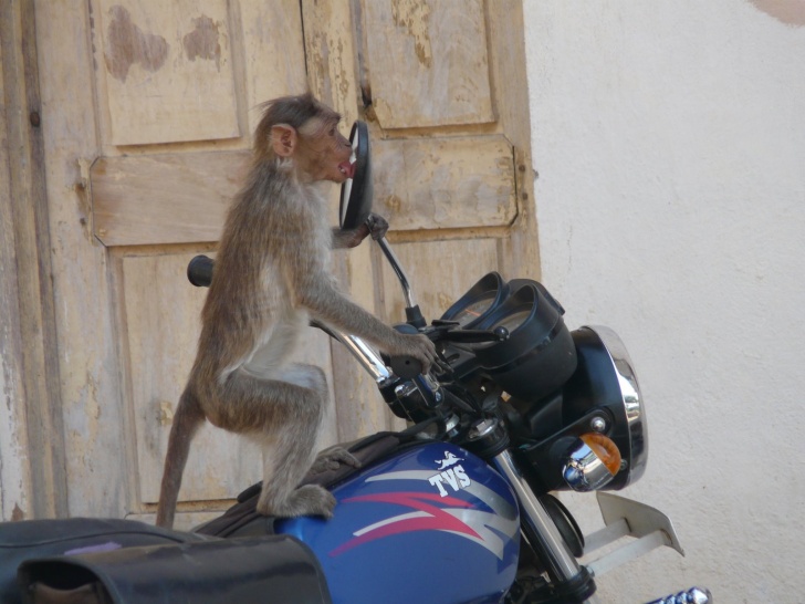 10 Funniest Monkeys Ever!