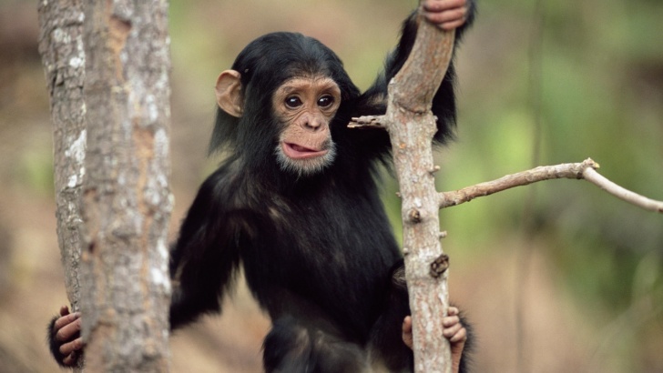 10 Funniest Monkeys Ever!