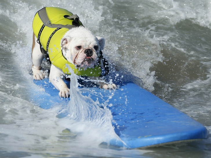 10 Most Hilarious Pics of Surfers!