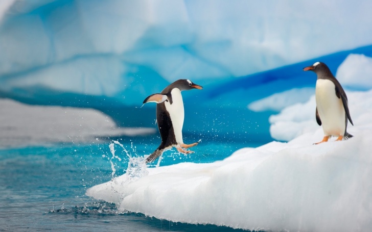 10 Hilarious Pics of Penguins!