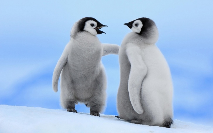 10 Hilarious Pics of Penguins!