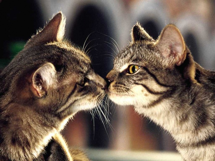 11 Lovely Pets and Wild Animals Kissing!