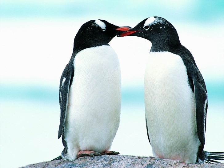 11 Lovely Pets and Wild Animals Kissing!