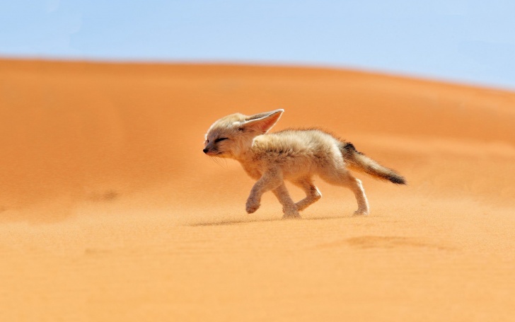 10 Most Adaptive And Sturdy Sahara Desert Animals! 10 Pictures!