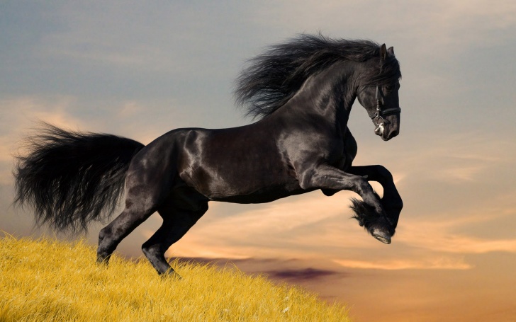 12 Most Beautiful And Stunning Photos of Horses!