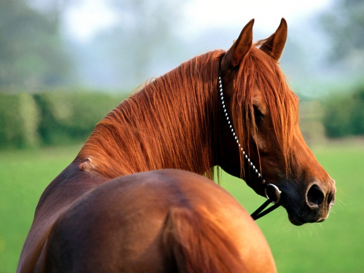 12 Most Beautiful And Stunning Photos of Horses!