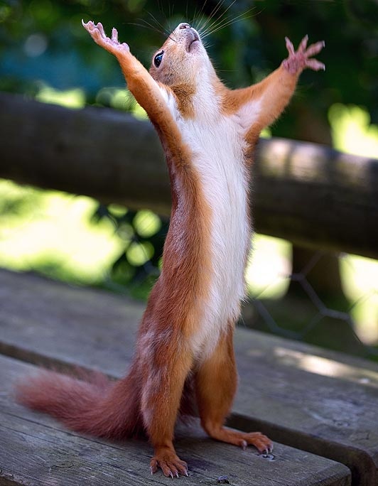 10 Funny Pics of Amazing Squirrels!