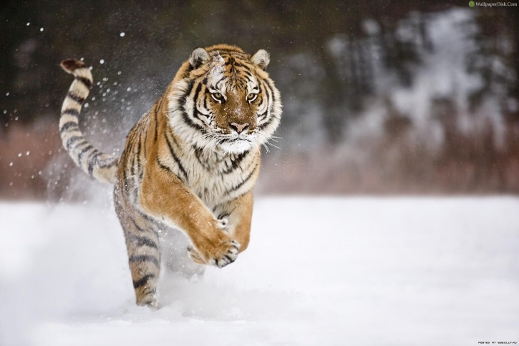 10 Amazing Pics of Tigers: Loving, Majestic and Merciless Cats!