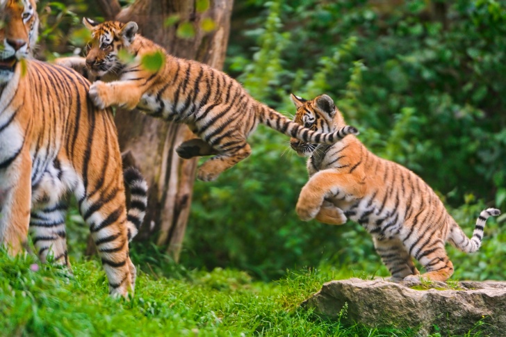 10 Amazing Pics of Tigers: Loving, Majestic and Merciless Cats!