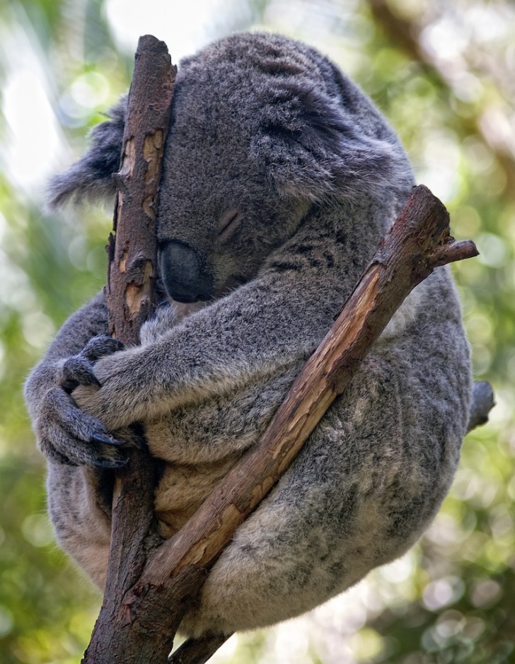 14 Incredibly Funny And Cute Pictures of Koalas!