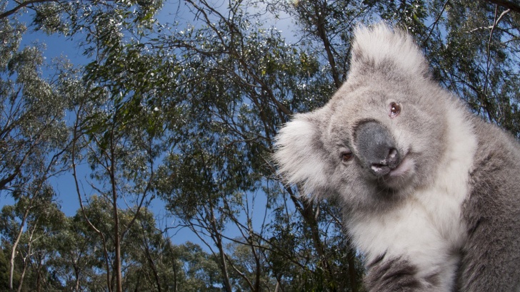 14 Incredibly Funny And Cute Pictures of Koalas!