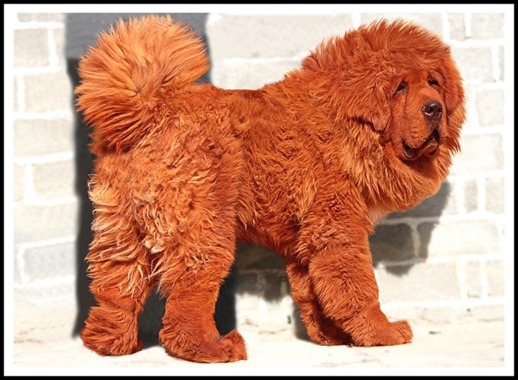 Top Most Expensive Dogs in the World!