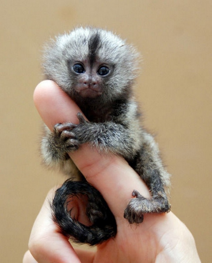 10 Smallest Animals In the World - Part 2! 