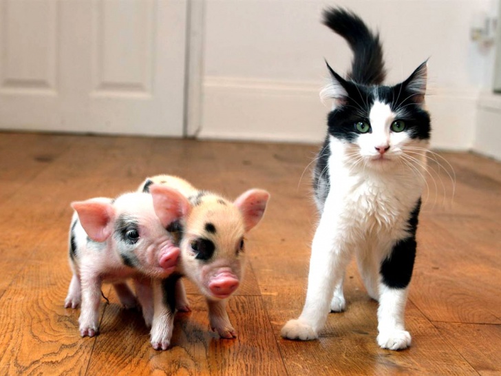 11 Incredibly Cute Piglets To Melt Your Heart!