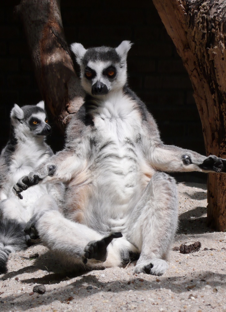 Lemurs: 10 Funny Guys Who Just Don