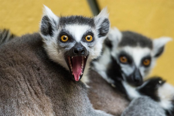 Lemurs: 10 Funny Guys Who Just Don