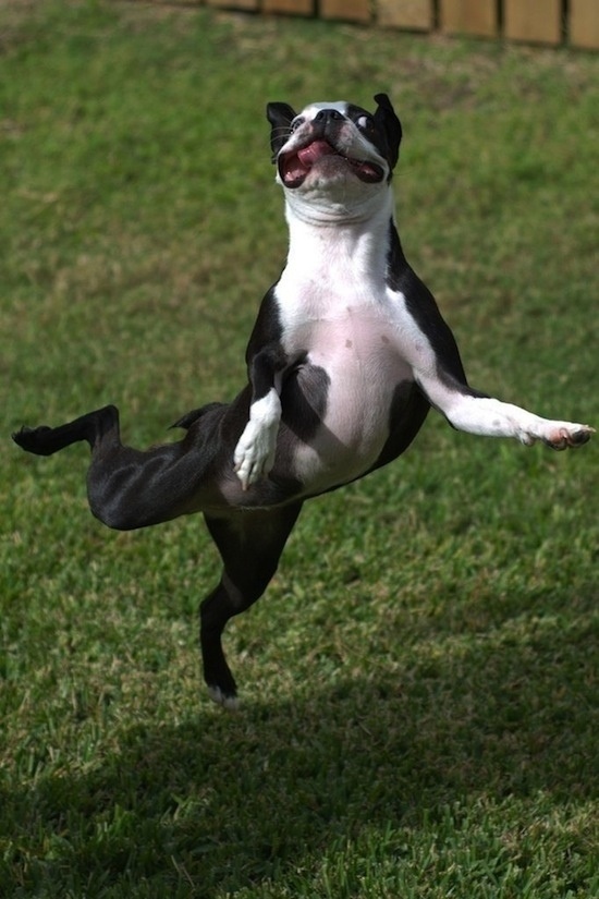 10 Amazingly Funny Pics of Dancing Animals!