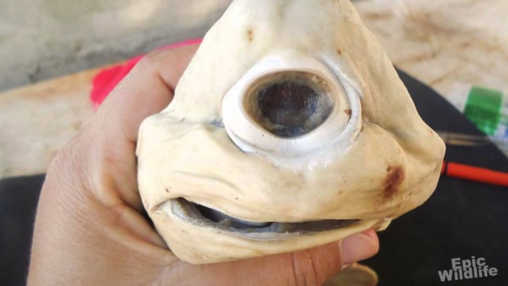 9 Newly-Discovered Animal Species That Look Really Creepy!
