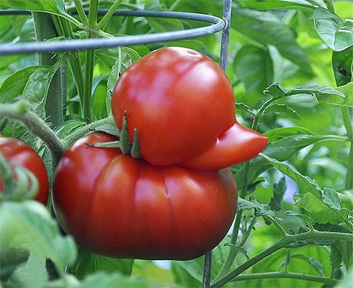 15 Most Interesting Examples of Funny-Shaped Fruits And Vegetables!