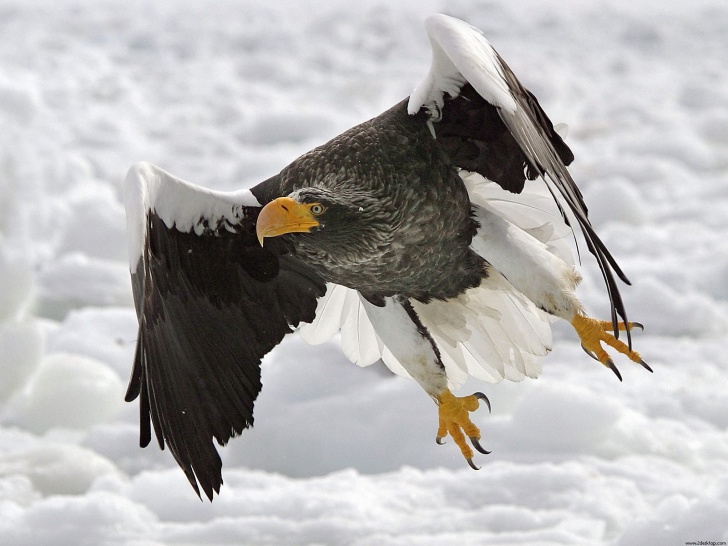 10 Biggest Eagles in the World!