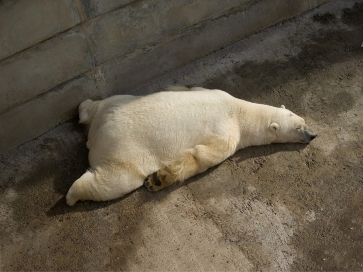 10 Hilarious Pics of Sleeping Animals!
