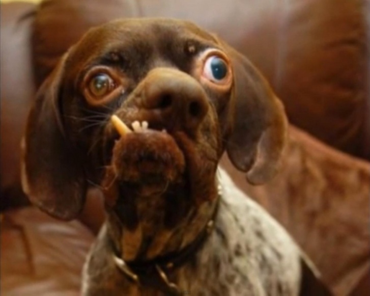 10 Ugliest Dogs In The World!