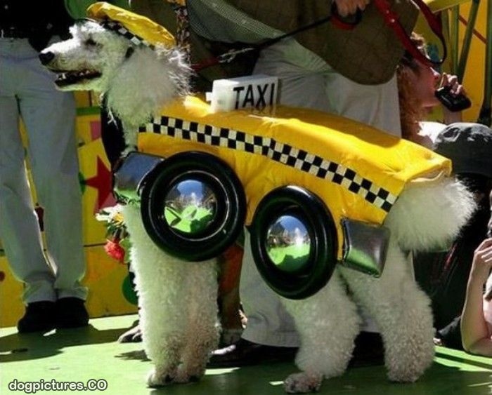 10 Taxi Pics: Funny Drivers and Cabs!