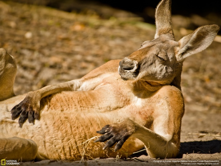 10 Most Amazing And Adorable Pics of Kangaroos!