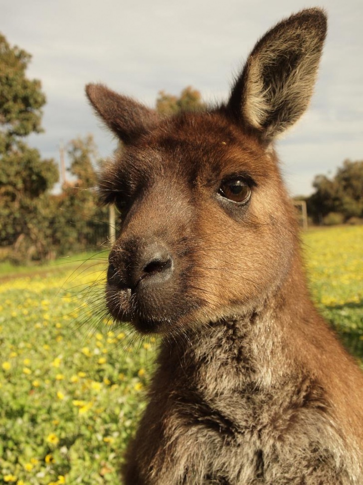 10 Most Amazing And Adorable Pics of Kangaroos!