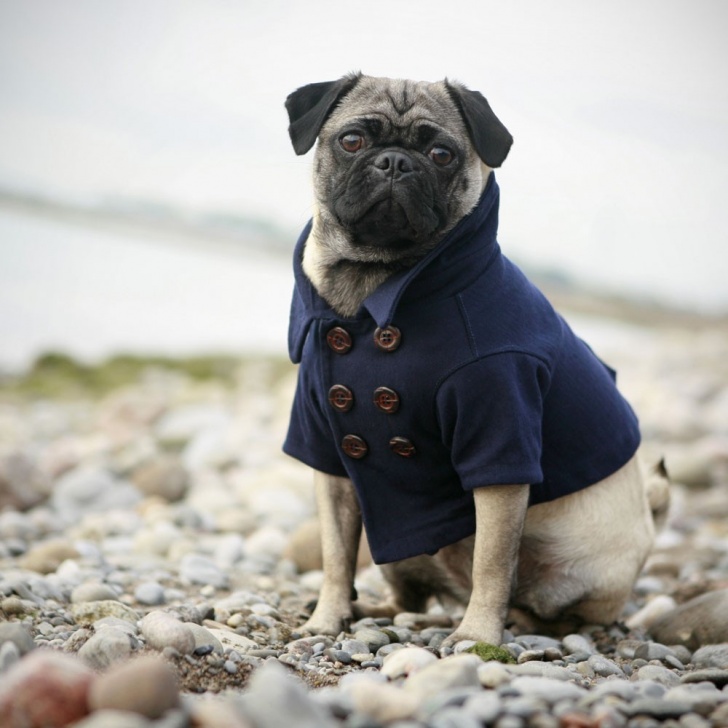 Amazingly Funny Dog Clothes: 10 Cuties!
