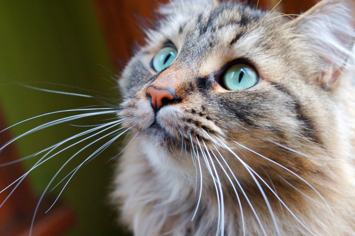 10 Fun And Interesting Facts About Cats!