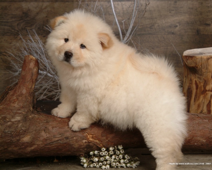 10 Incredibly Cute Fluffies Which Will Not Leave You Cold!