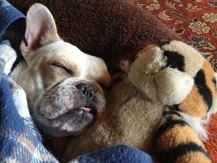 Cute: 13 Adorable Puppies Sleeping With Their Toys!
