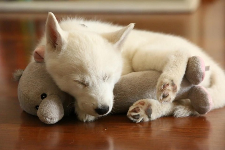 Cute: 13 Adorable Puppies Sleeping With Their Toys!